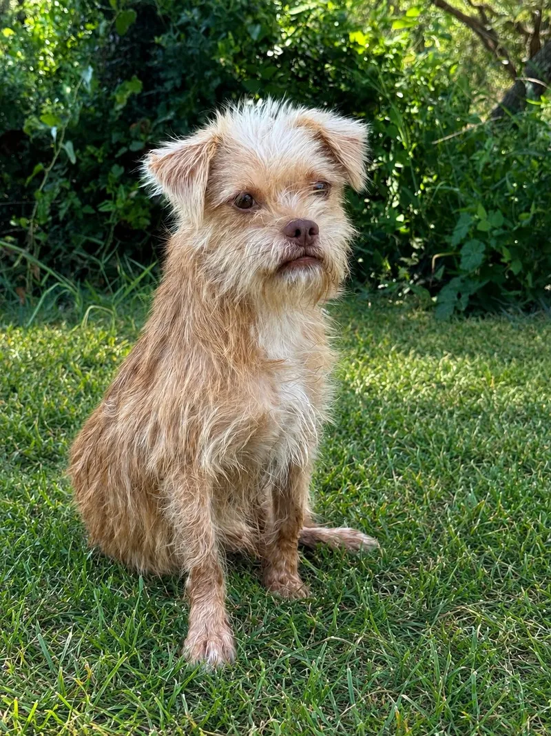 An adult small-sized male Terrier dog named Eli for adoption in Helotes, TX
