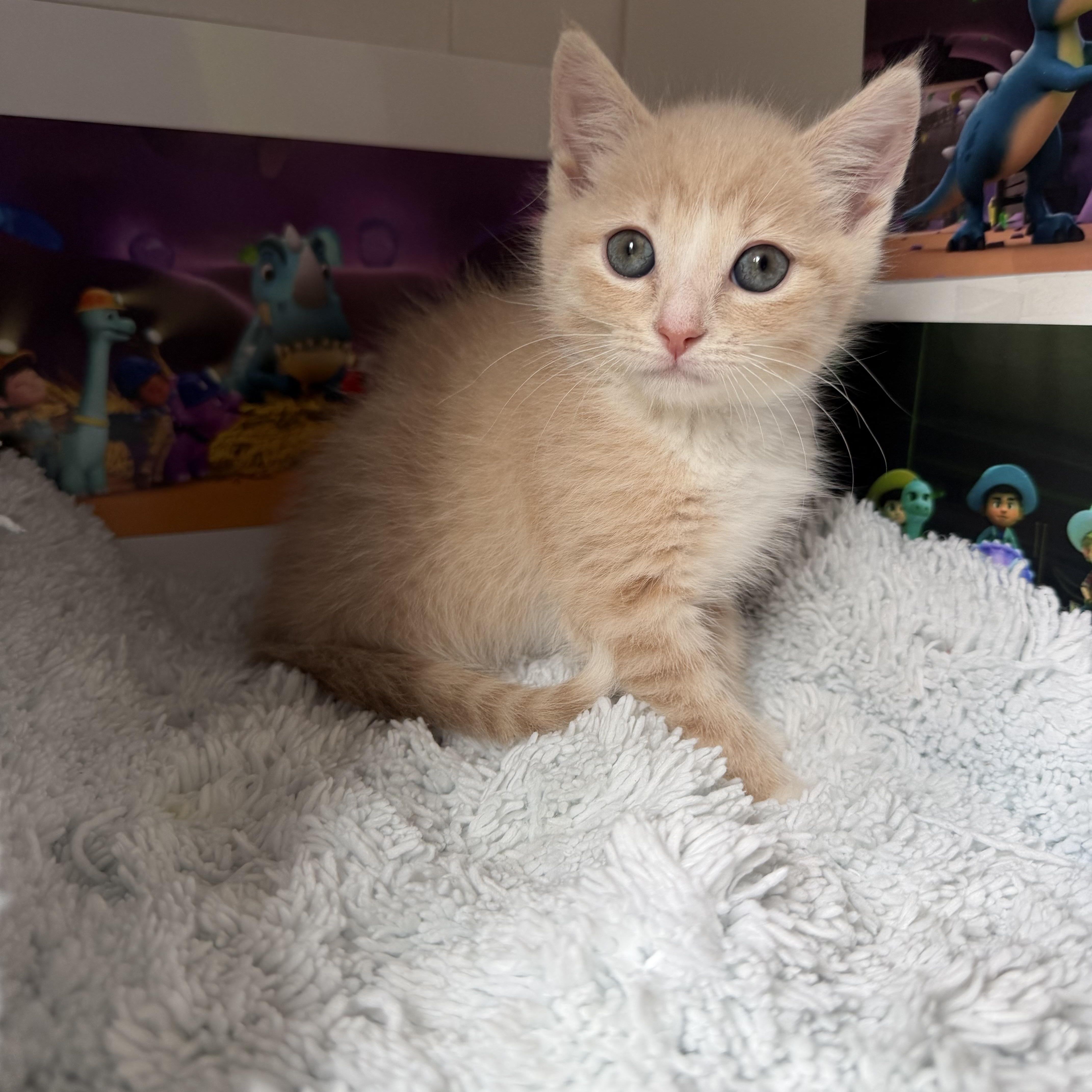 A young medium-sized male Buff / Tan / Fawn Domestic Short Hair cat named Dorito for adoption in Greensboro, NC
