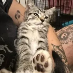 A baby medium-sized male White Domestic Short Hair cat named Landon for adoption in Annapolis, MD