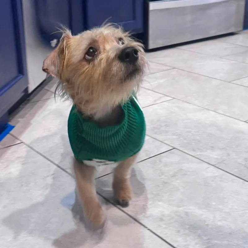A young small-sized male Apricot / Beige Yorkshire Terrier dog named Otto Small Terrier Mix for adoption in Riverview, FL