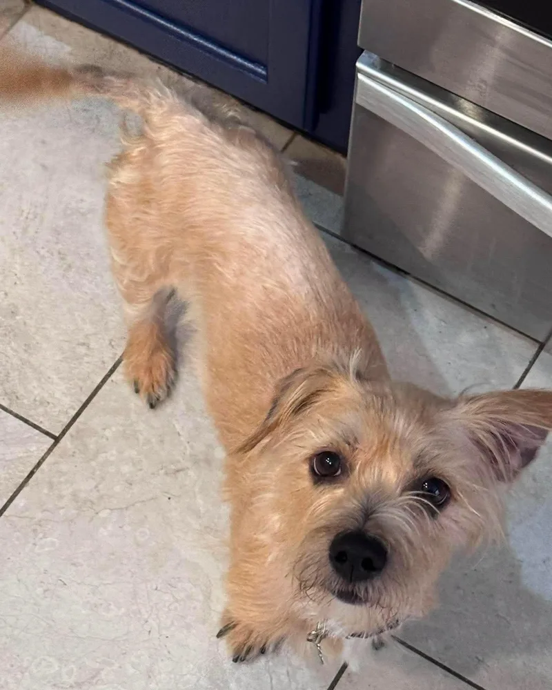 Otto Small Terrier Mix thumbnail 2