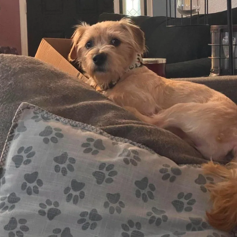 Otto Small Terrier Mix thumbnail 3