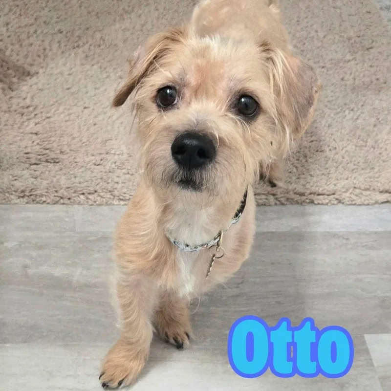 Otto Small Terrier Mix thumbnail 4