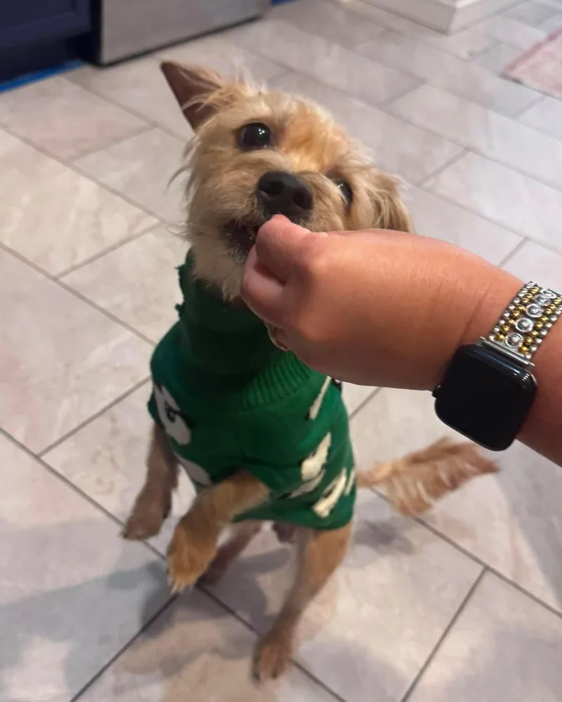 Otto Small Terrier Mix thumbnail 5