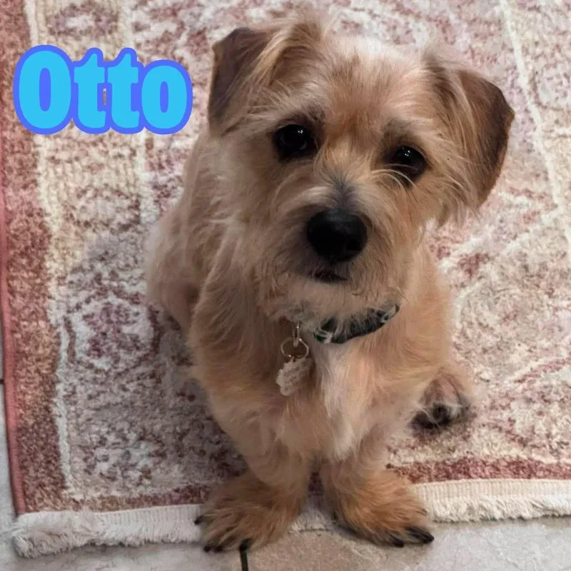 Otto Small Terrier Mix thumbnail 6