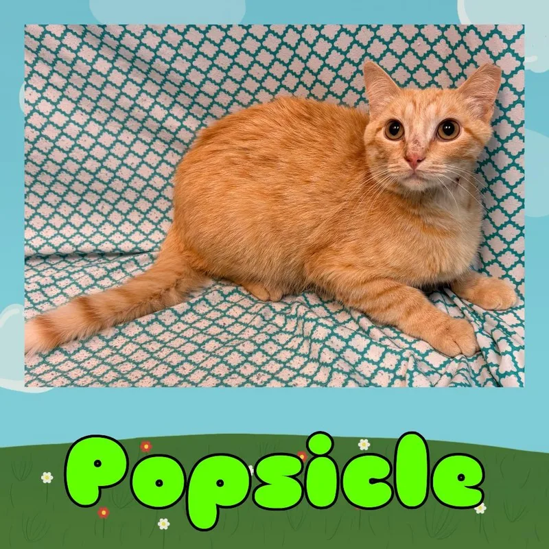 A young small-sized male Orange / Red Domestic Short Hair cat named Popsicle for adoption in Royse City, TX