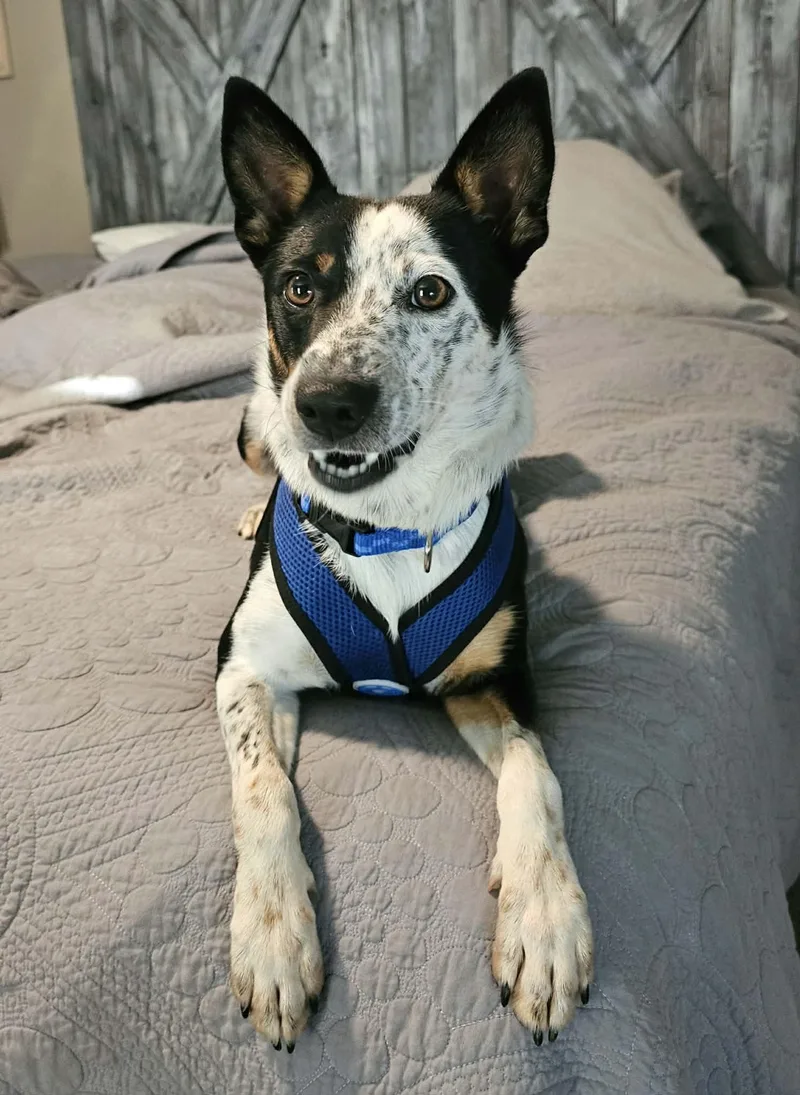 A young small-sized male Cattle Dog dog named Huck for adoption in McDonough, GA