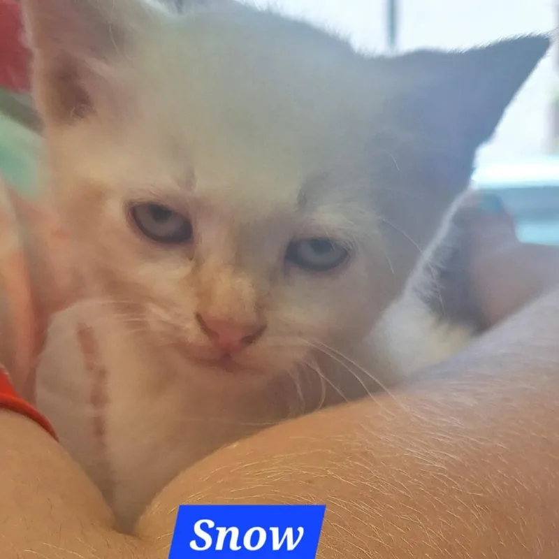A baby small-sized male White Domestic Short Hair cat named Snow for adoption in Madill, OK