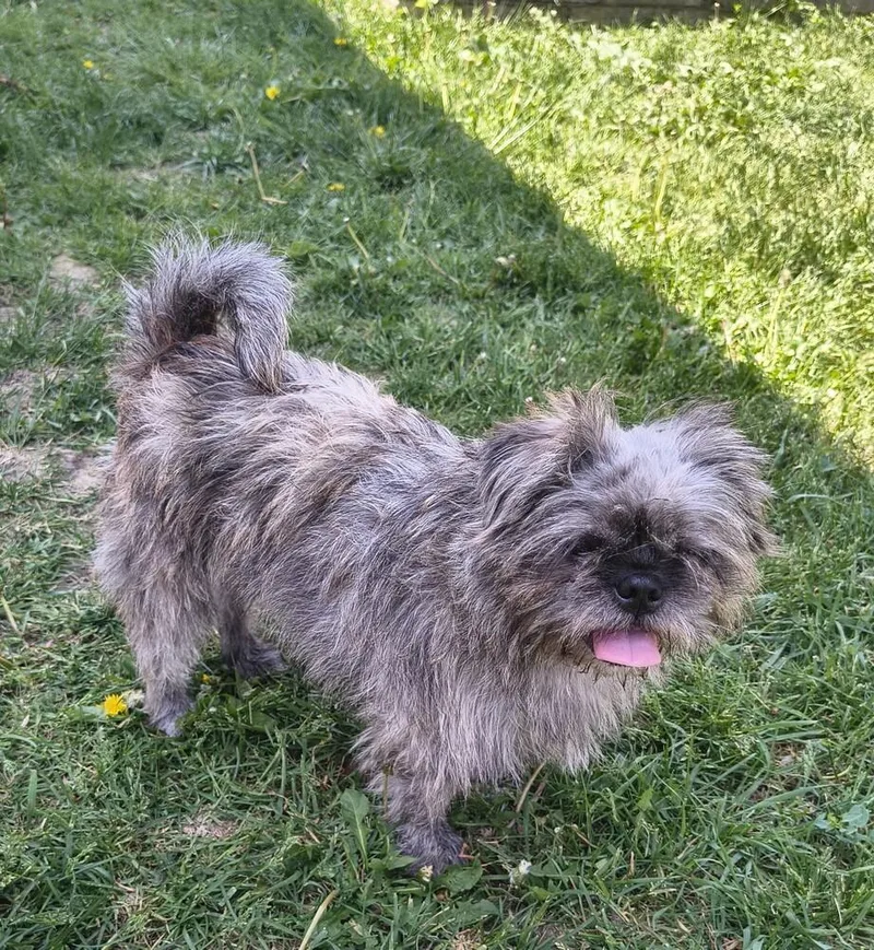 An adult small-sized female Pug dog named Marley for adoption in Plymouth, MI