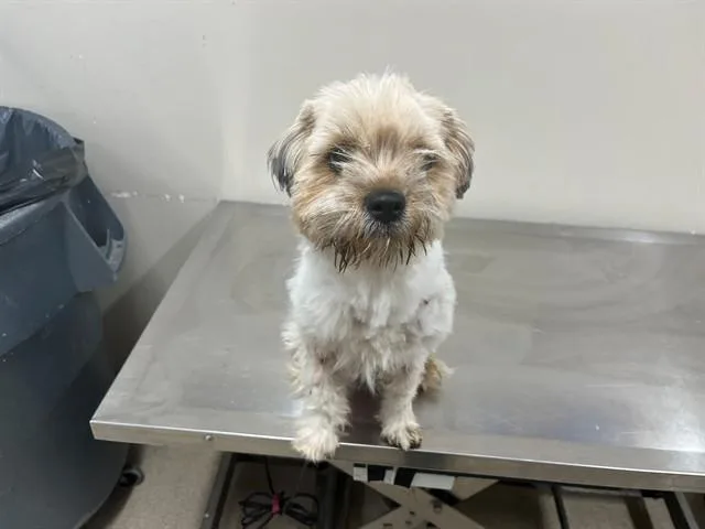 A young small-sized female Shih Tzu dog named Marina for adoption in Grand Prairie, TX