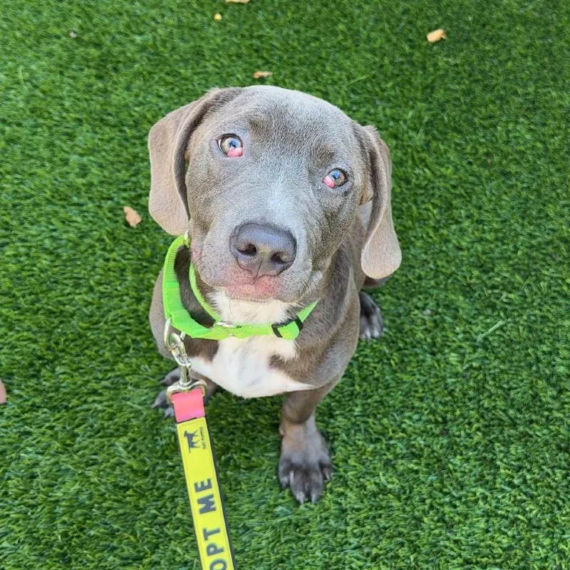 A baby medium-sized male Gray / Blue / Silver Mixed Breed dog named Ferdinand for adoption in Evanston, IL