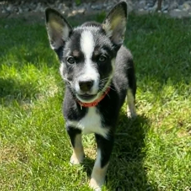 A baby medium-sized male Black Husky dog named Dean for adoption in Olathe, KS