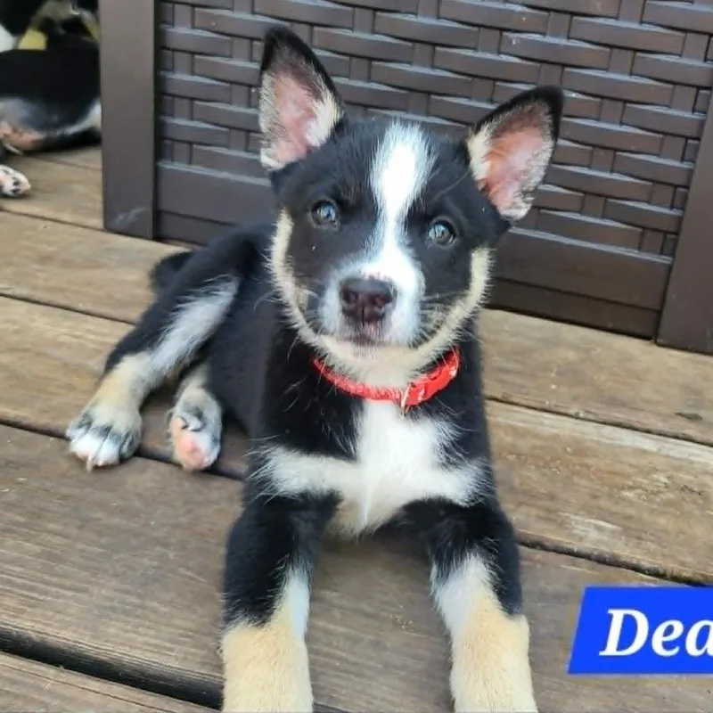 Dean thumbnail 2