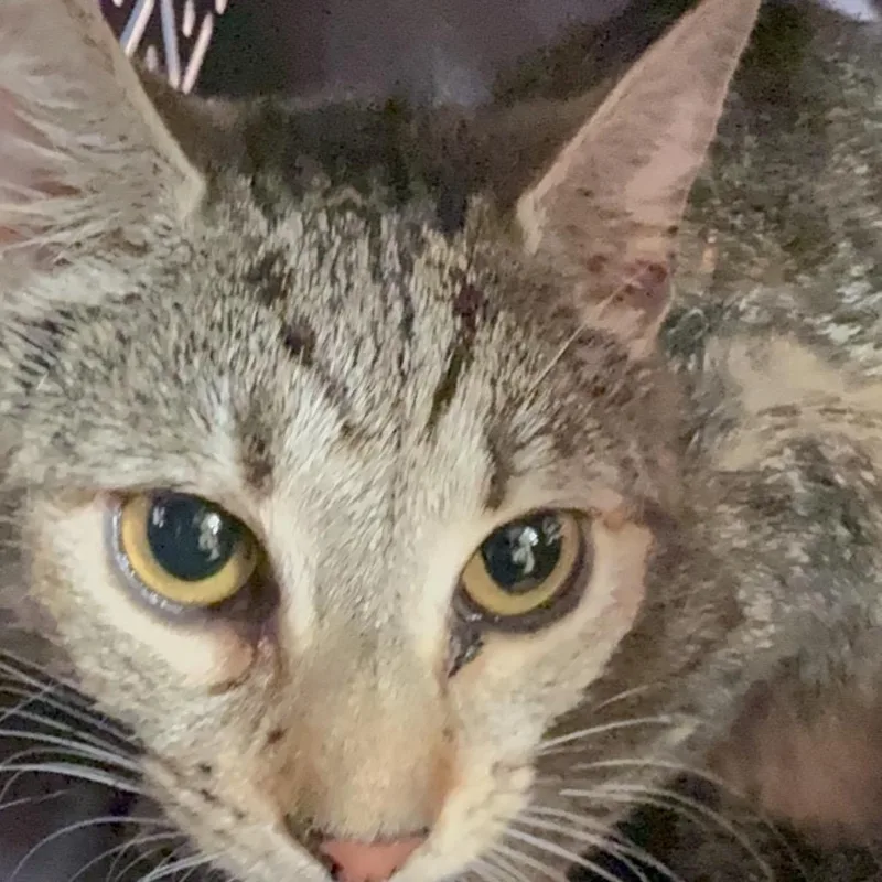 A young medium-sized female Brown / Chocolate Domestic Short Hair cat named Shaniqua for adoption in Allentown, PA