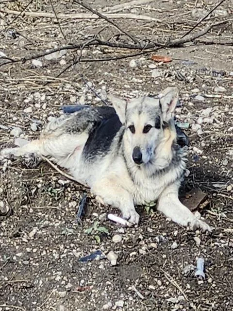 An adult medium-sized female German Shepherd Dog dog named Daisy for adoption in San Antonio, TX