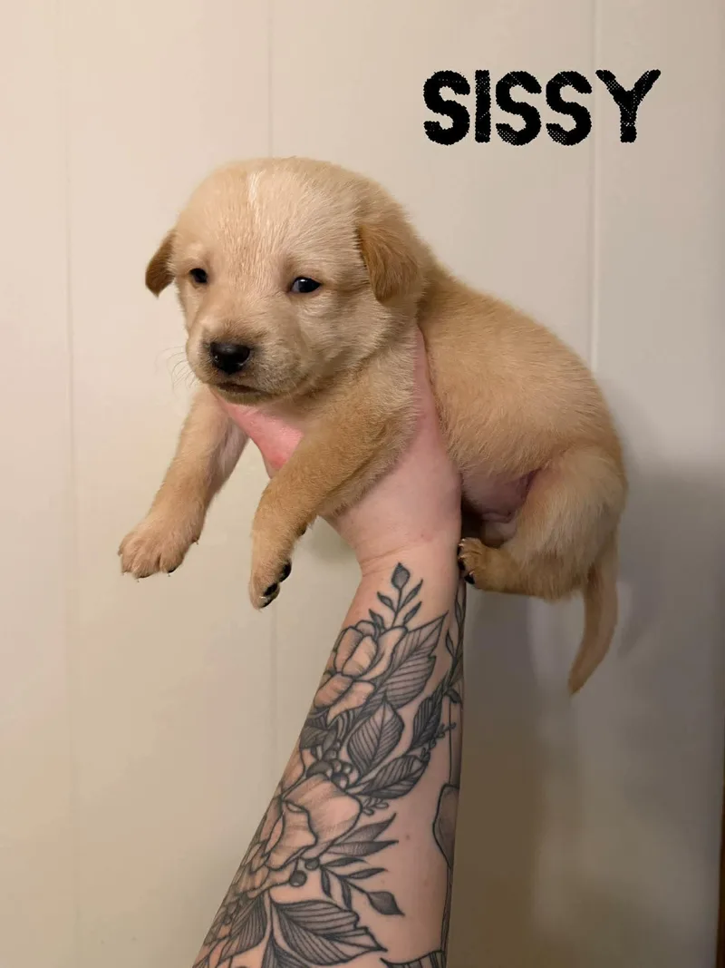 A baby medium-sized female Apricot / Beige Labrador Retriever dog named Sissy for adoption in Pine Bluff, AR