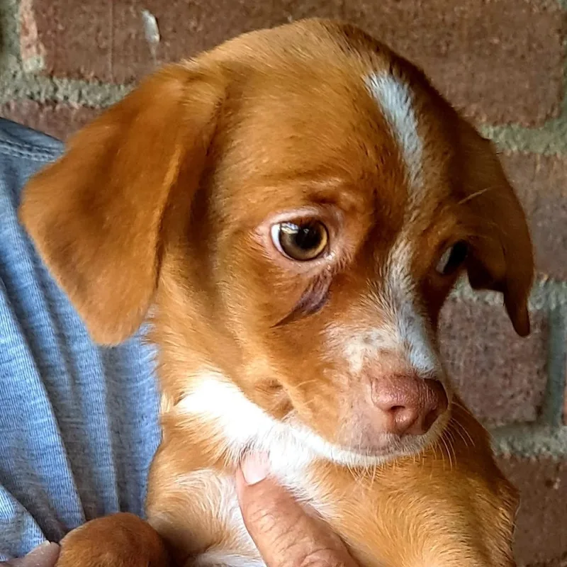 A baby small-sized male Chihuahua dog named Puck for adoption in Tucson, AZ