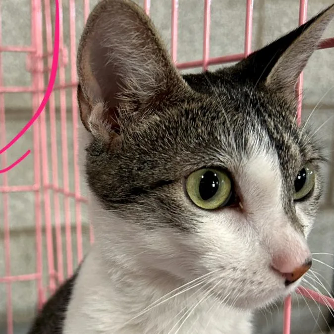 A young medium-sized female Brown / Chocolate Domestic Short Hair cat named Leeloo Roswell for adoption in Denver, CO