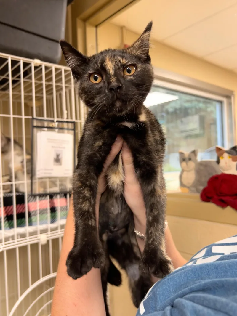 A baby small-sized female Tortoiseshell Domestic Short Hair cat named Octopus for adoption in Myerstown, PA