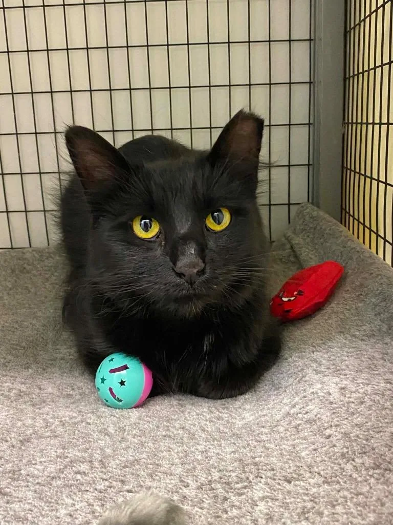 A young small-sized female Domestic Short Hair cat named Vashti for adoption in Grants Pass, OR