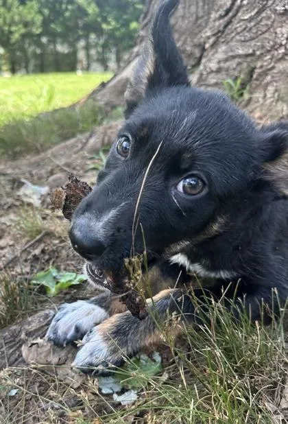 A baby medium-sized female Cattle Dog dog named Daisy Duke for adoption in Wilkesboro, NC
