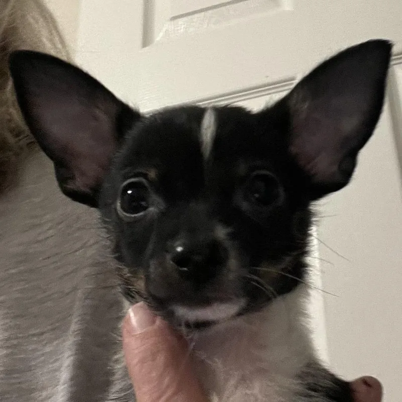 A baby small-sized male Black Chihuahua dog named Po for adoption in Sacramento, CA