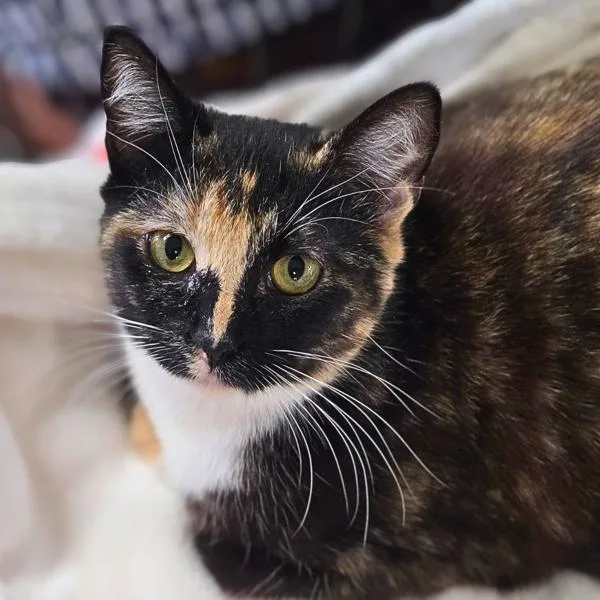 A young medium-sized female Domestic Short Hair cat named Felicity for adoption in Vallejo, CA