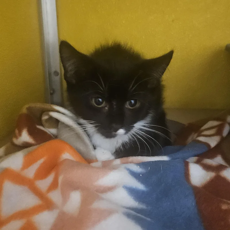 A baby medium-sized female Black & White / Tuxedo Domestic Medium Hair cat named Sushi for adoption in Fall River, MA