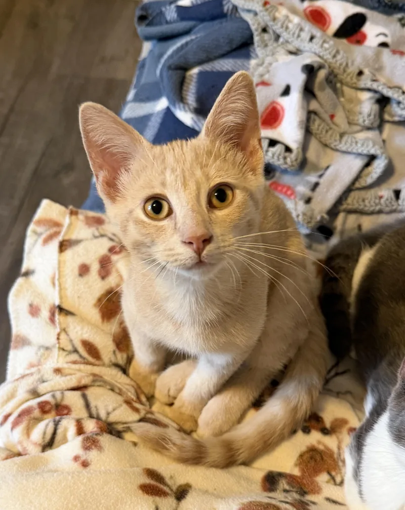A baby medium-sized male Buff / Tan / Fawn Domestic Short Hair cat named Will Mr Purrsonality for adoption in South Lyon, MI