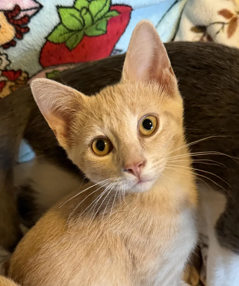 Will  Mr Purrsonality thumbnail 2
