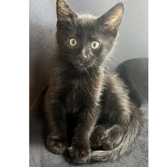 A baby small-sized male Black Domestic Short Hair cat named Bruin for adoption in Orangevale, CA