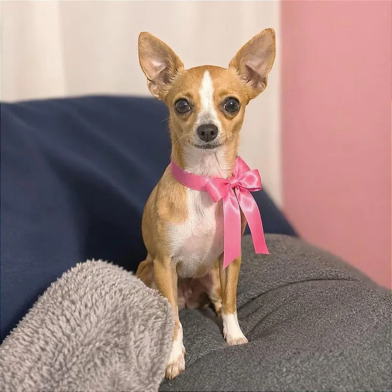 Minnie Cooper thumbnail 6