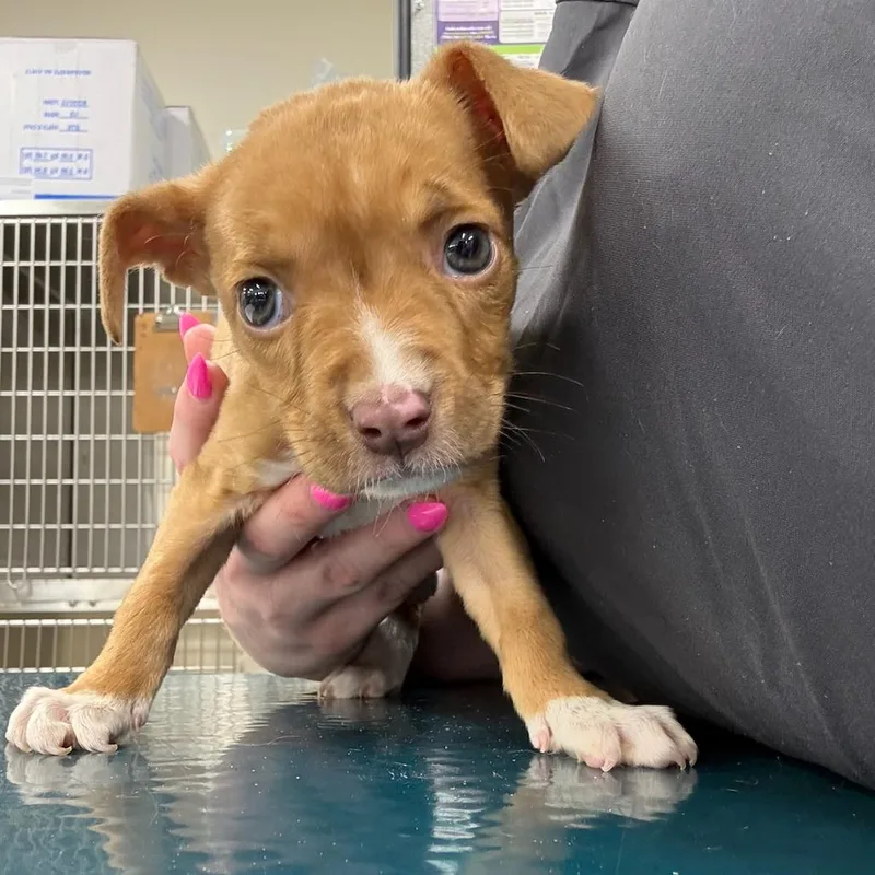 A baby medium-sized female Yellow / Tan / Blond / Fawn Mixed Breed dog named Kona for adoption in Rockville, MD