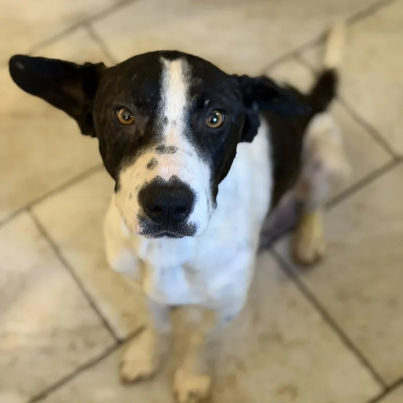 Mrs. Potts thumbnail 3