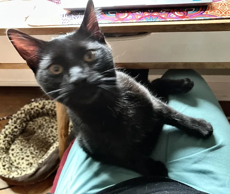 A young medium-sized male Domestic Short Hair cat named Maksim Maskimovich for adoption in Philadelphia, PA