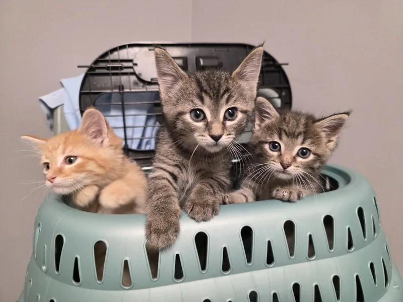 A baby medium-sized male Orange / Red Domestic Short Hair cat named C Litter Creamsicle for adoption in Livonia, MI