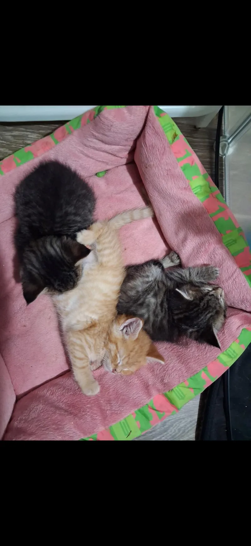 C Litter Creamsicle thumbnail 2