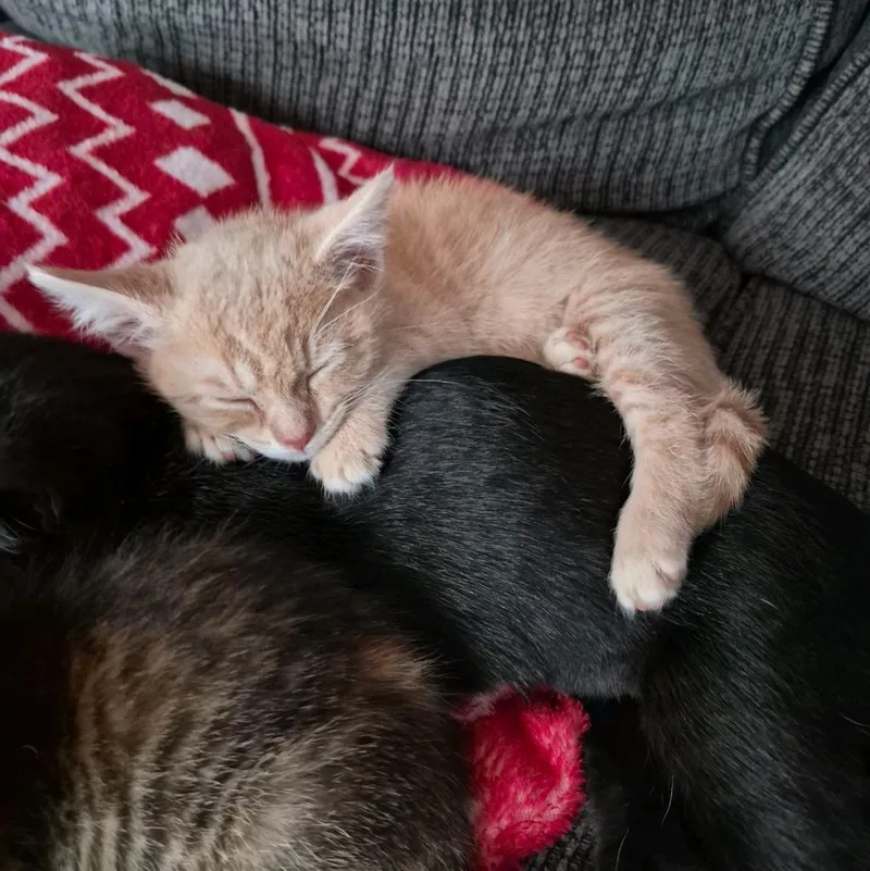 A baby medium-sized female Domestic Short Hair cat named Emma for adoption in Johnson City, TN