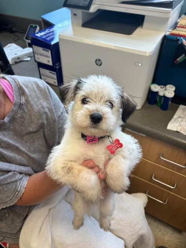 A baby small-sized female Jack Russell Terrier dog named Lucky for adoption in Aiken, SC