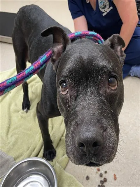 A senior medium-sized female American Bulldog dog named Bayley Girl for adoption in Clyde, NC