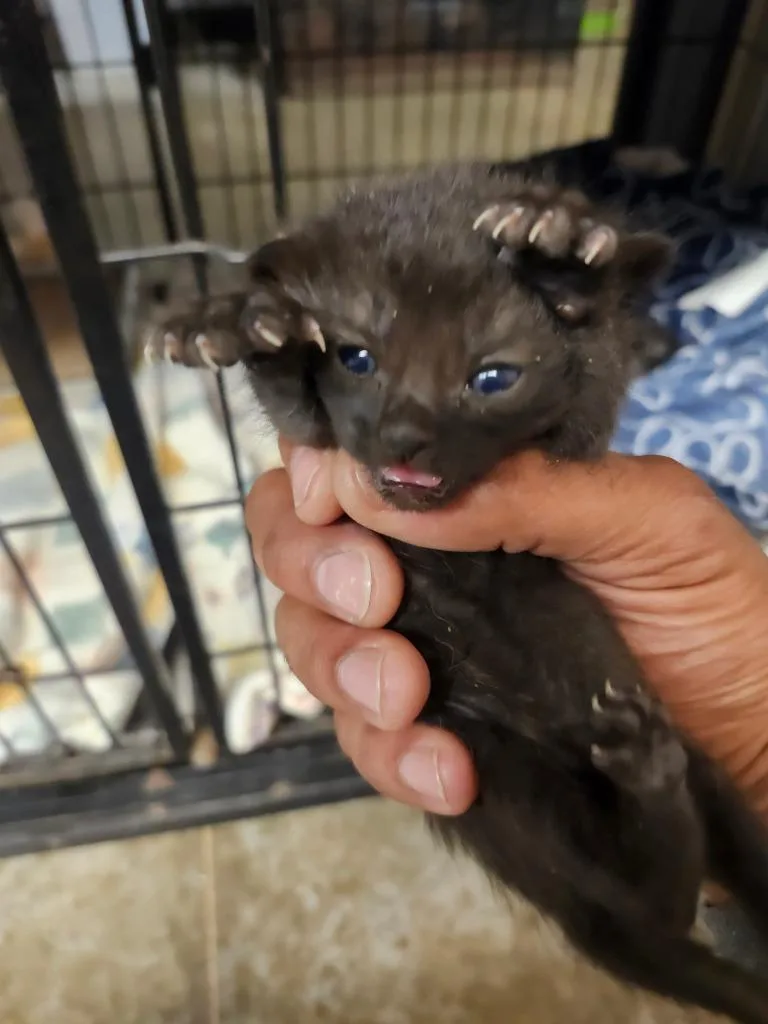 A baby small-sized male Domestic Short Hair cat named Larry for adoption in Lockhart, TX