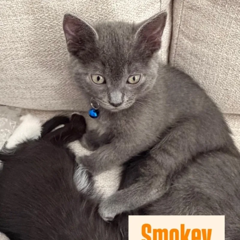 A baby medium-sized male Gray / Blue / Silver Domestic Short Hair cat named Smokey for adoption in Brentwood, CA