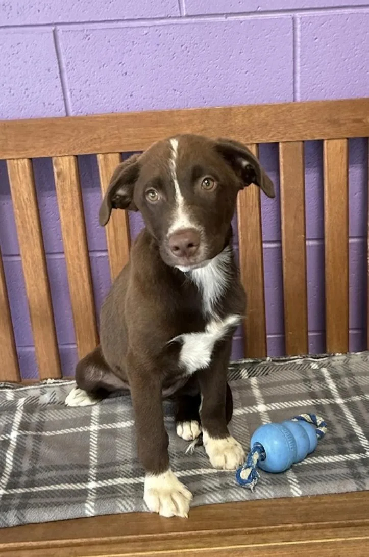 A baby large-sized male Chocolate Labrador Retriever dog named Huck for adoption in North Prairie, WI