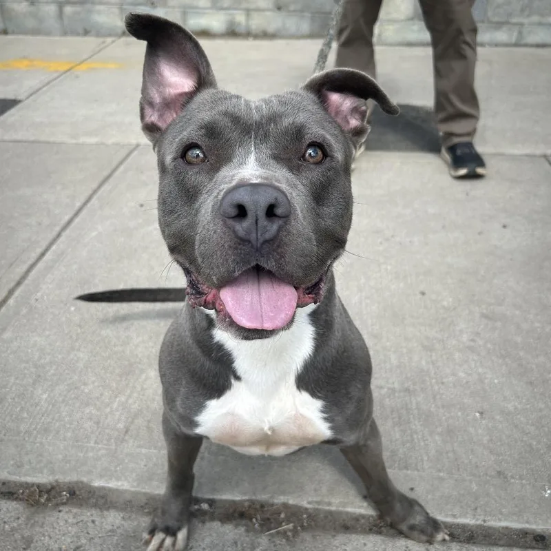 An adult medium-sized male Gray / Blue / Silver Pit Bull Terrier dog named Pj for adoption in Weimar, CA
