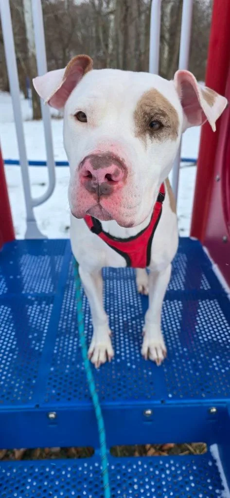 An adult large-sized female Pit Bull Terrier dog named Jewelz for adoption in Waverly, NY