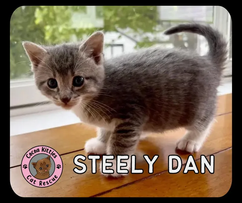 A baby small-sized male Domestic Short Hair cat named Steely Dan for adoption in Hershey, PA