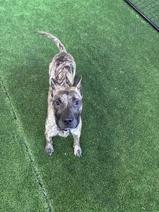An adult medium-sized male Mixed Breed dog named Leo for adoption in West Chester, PA
