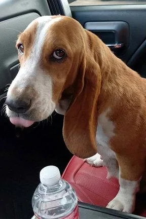 A young medium-sized female Basset Hound dog named Nellie for adoption in Mays Landing, NJ