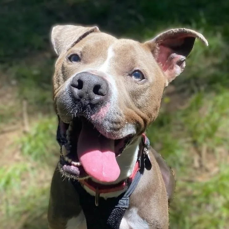 An adult medium-sized male Gray / Blue / Silver Pit Bull Terrier dog named Asher for adoption in Milledgeville, GA