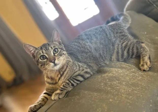 A young small-sized male Tabby (Buff / Tan / Fawn) Tabby cat named Theo for adoption in Dauphin island, AL